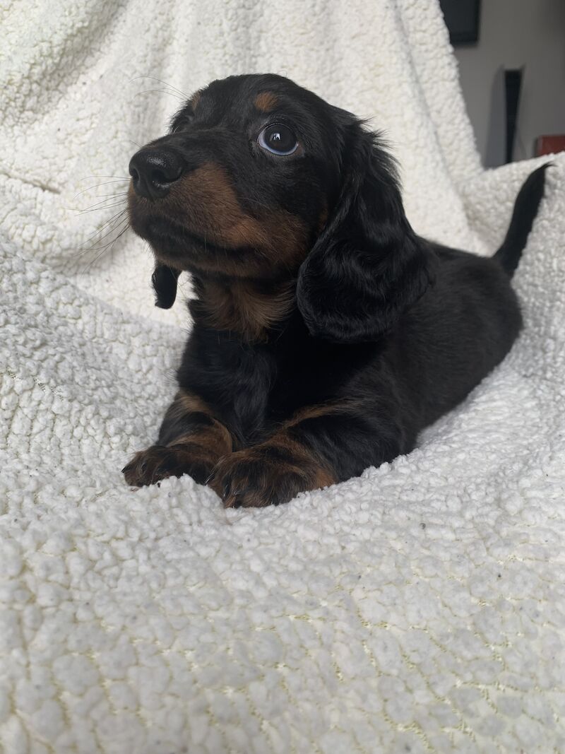 Long haired mini dachshund for sale in Shotton Colliery, County Durham