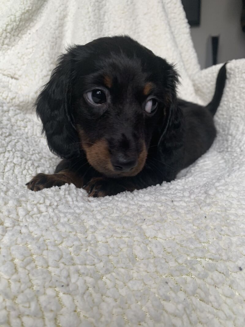 Dachshunds for sale in Shotton Colliery, County Durham