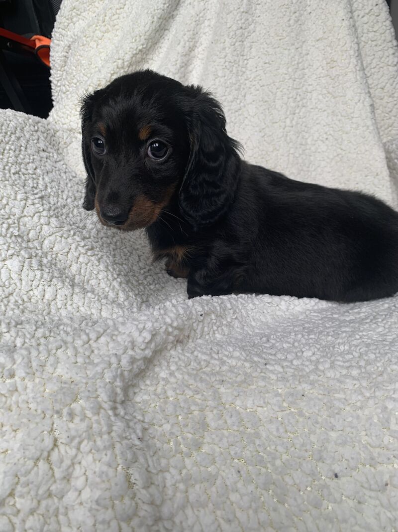 Dachshund Puppies for sale in County Durham