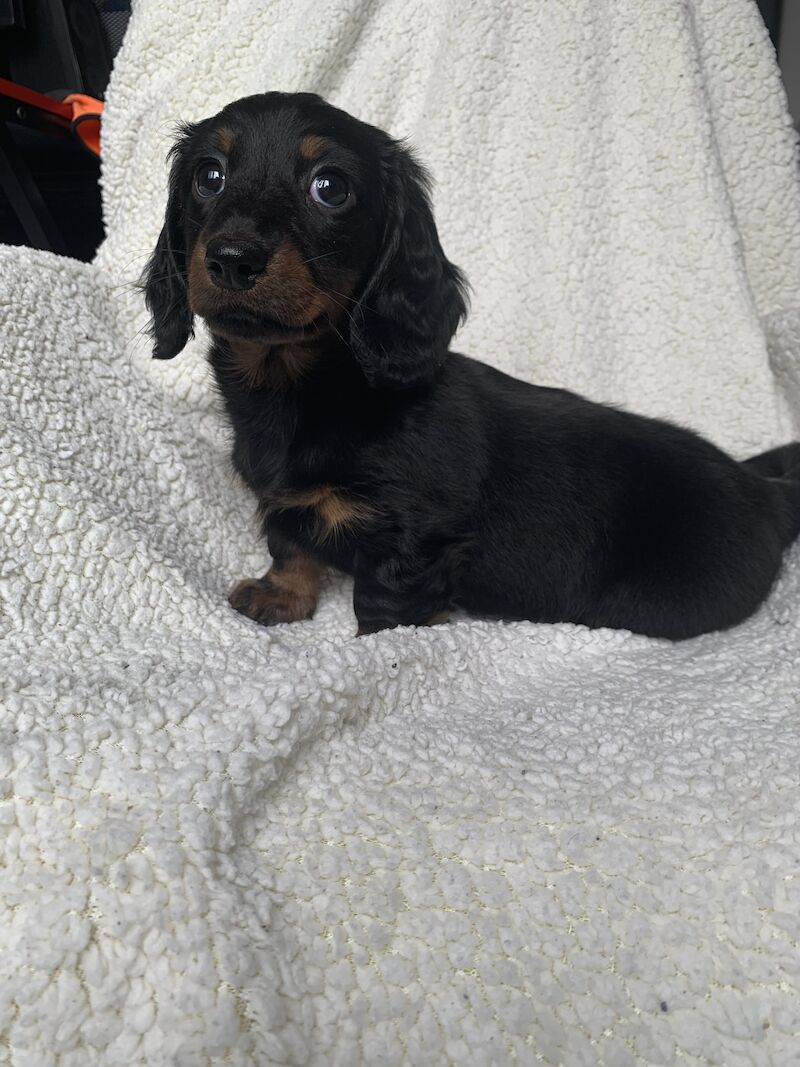 Dachshund Puppies for sale