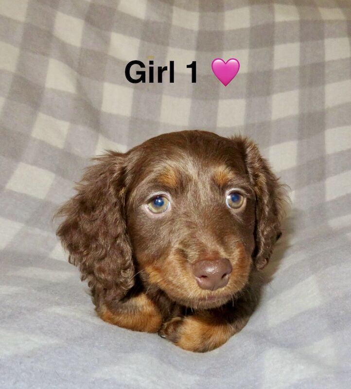 Long haired miniature dachshund for sale in Liverpool, Merseyside