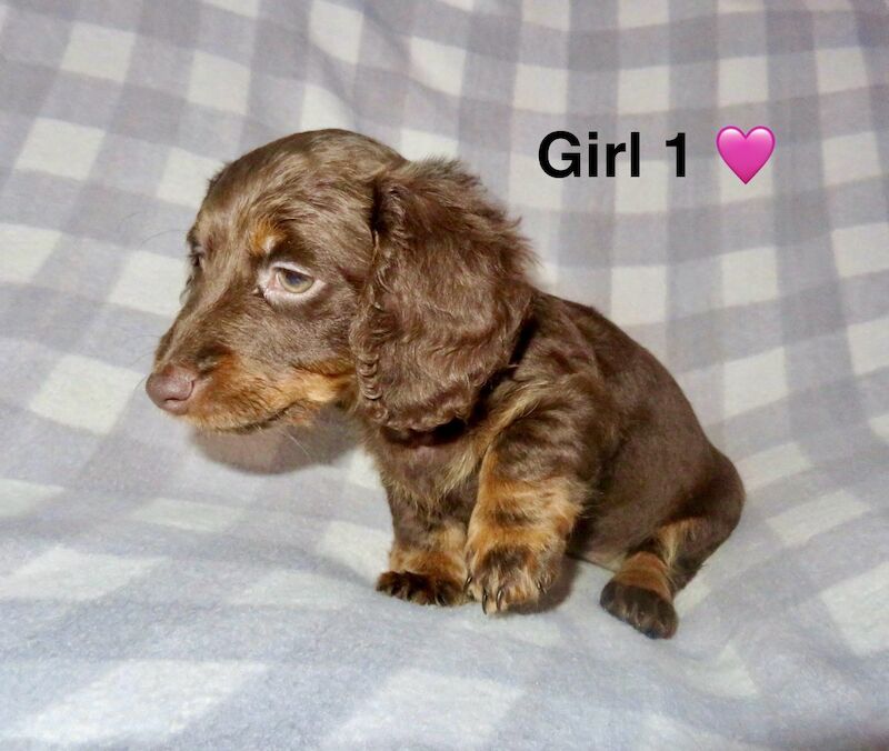 Long haired miniature dachshund for sale in Liverpool, Merseyside - Image 3