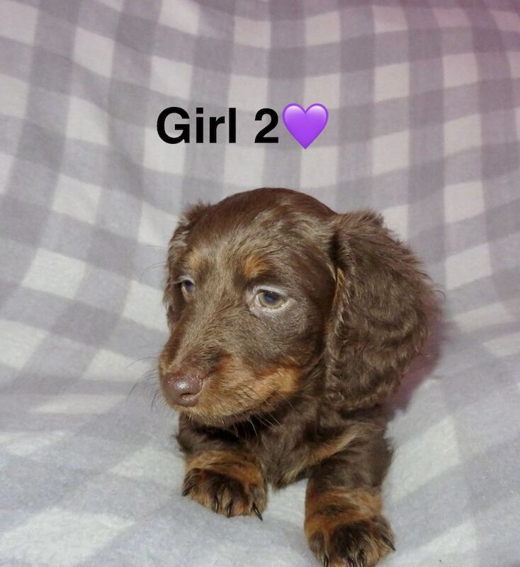 Long haired miniature dachshund for sale in Liverpool, Merseyside - Image 4