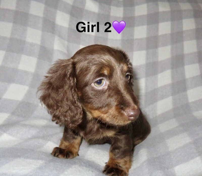 Long haired miniature dachshund for sale in Liverpool, Merseyside - Image 5