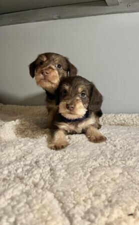 Long haired miniature dachshund cross for sale in New England, Somerset