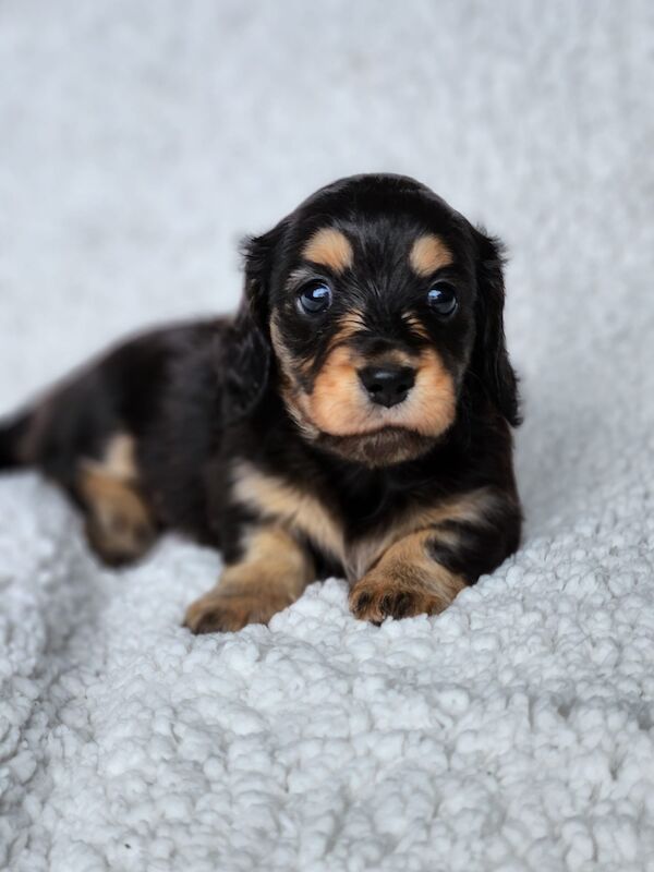 Long haired Miniature dachshund KC Registered for sale in Manchester, Greater Manchester - Image 1