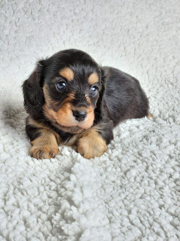 Long haired Miniature dachshund KC Registered for sale in Manchester, Greater Manchester - Image 2