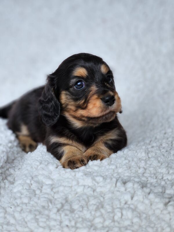 Long haired Miniature dachshund KC Registered for sale in Manchester, Greater Manchester - Image 3