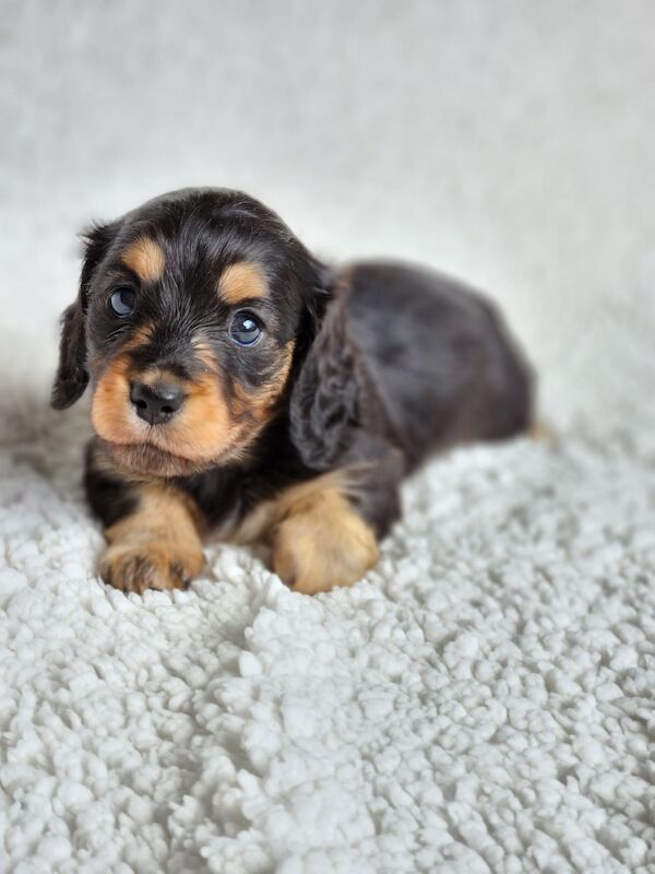 Long haired Miniature dachshund KC Registered for sale in Manchester, Greater Manchester - Image 4