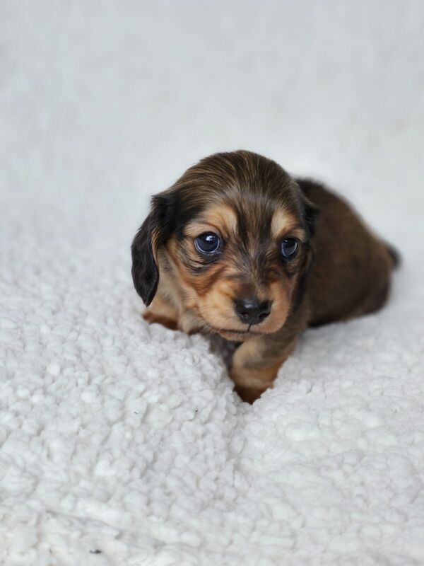 Long haired Miniature dachshund KC Registered for sale in Manchester, Greater Manchester - Image 5