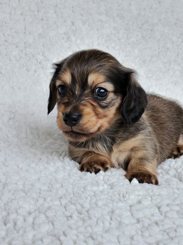 Long haired Miniature dachshund KC Registered for sale in Manchester, Greater Manchester - Image 6