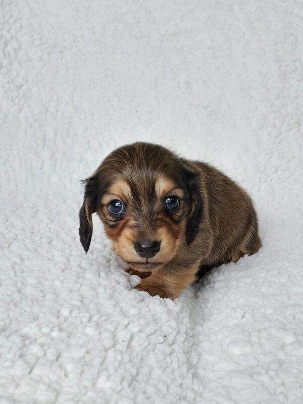 Long haired Miniature dachshund KC Registered for sale in Manchester, Greater Manchester - Image 9
