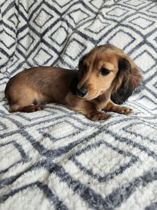 Dachshunds for sale in Manchester, Greater Manchester