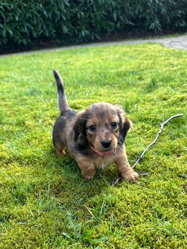 Long haired miniature dachshund - KC registered puppies for sale in Ravenhill, Staffordshire