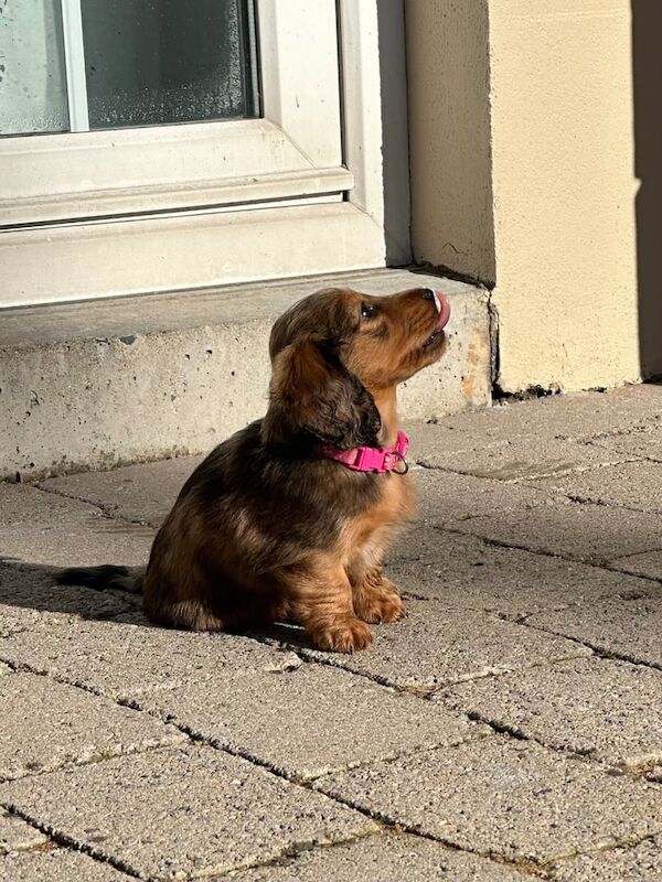 Long haired miniature dachshund - KC registered puppies for sale in Ravenhill, Staffordshire - Image 2