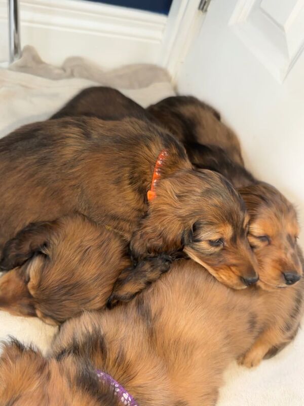 Long haired miniature dachshund - KC registered puppies for sale in Ravenhill, Staffordshire - Image 3