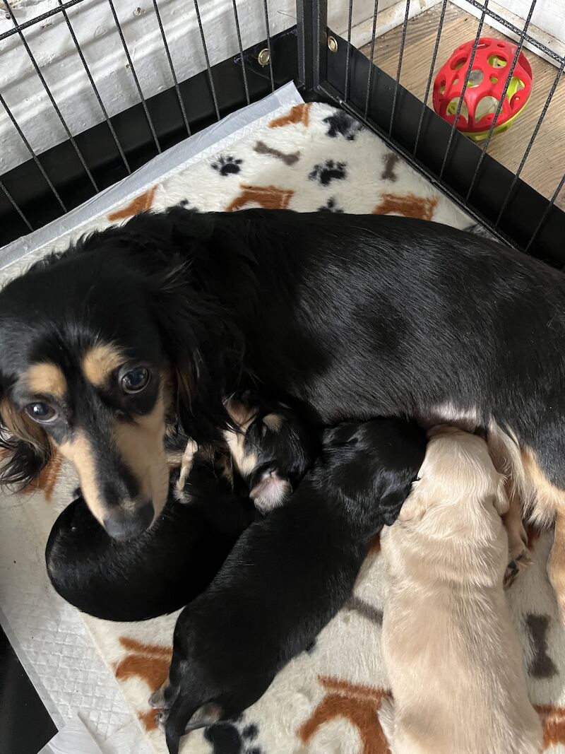 Long haired miniature dachshund puppies for sale in Birkenhead, Merseyside - Image 2