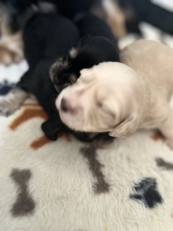 Long haired miniature dachshund puppies for sale in Birkenhead, Merseyside - Image 6