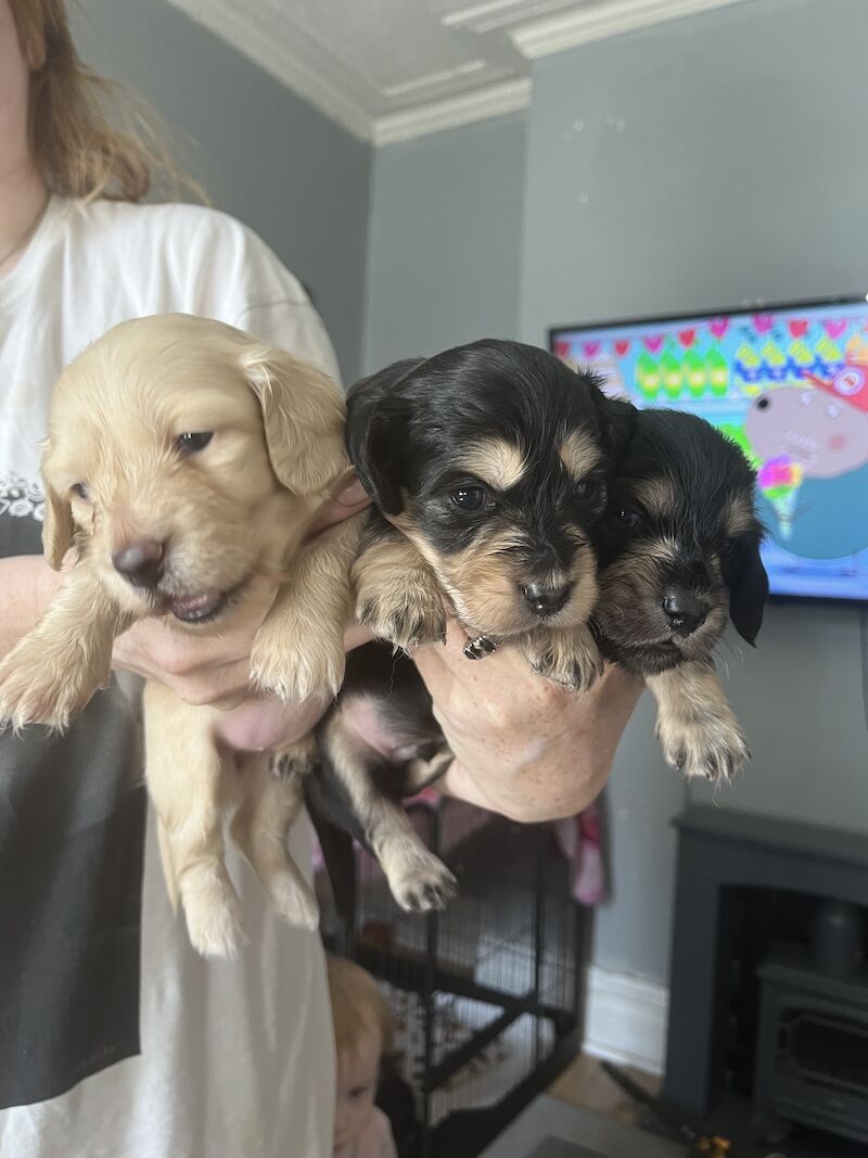 Long haired miniature dachshund puppies for sale in Birkenhead, Merseyside - Image 4