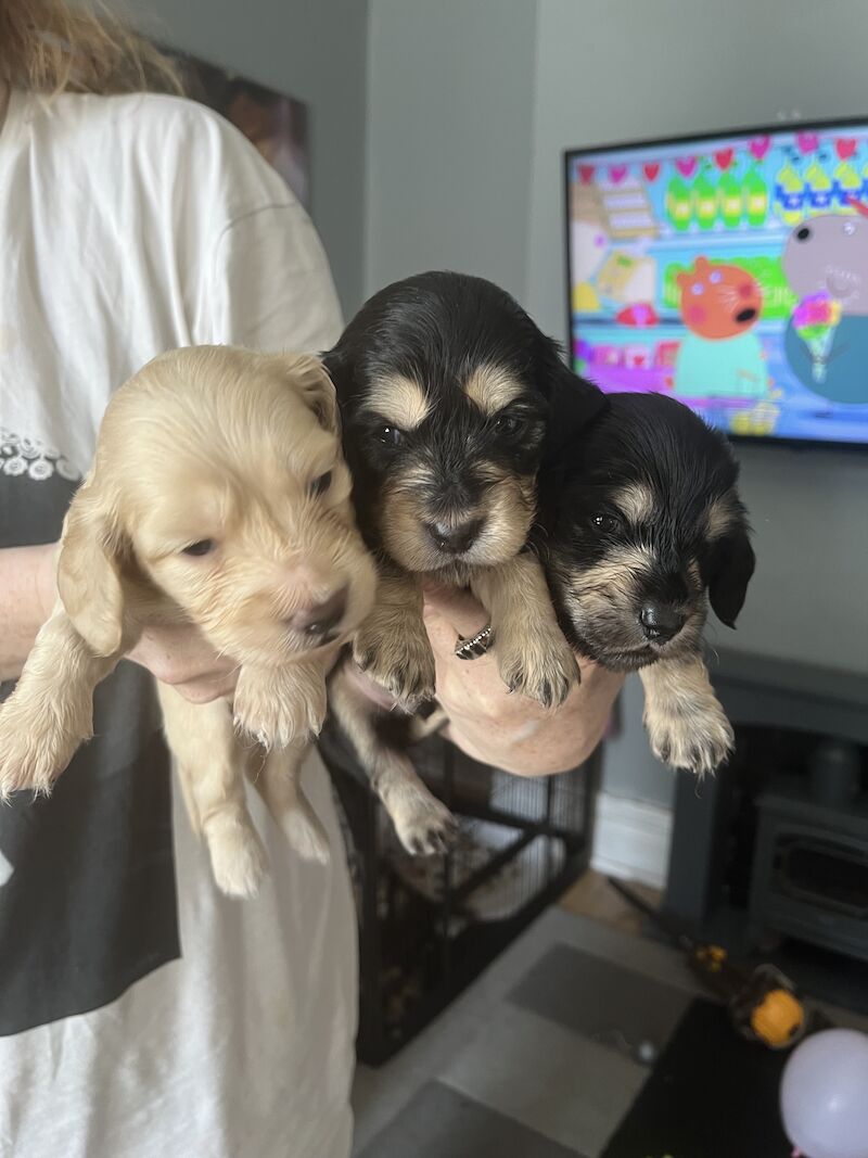 Long haired miniature dachshund puppies for sale in Birkenhead, Merseyside - Image 1