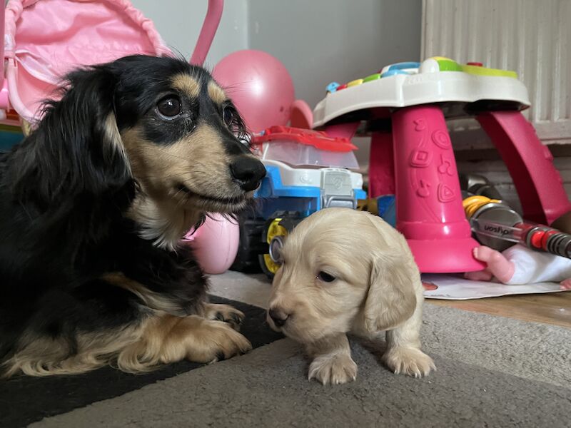 Long haired miniature dachshund puppies for sale in Birkenhead, Merseyside - Image 9