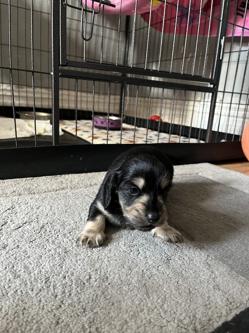 Long haired miniature dachshund puppies for sale in Birkenhead, Merseyside - Image 11