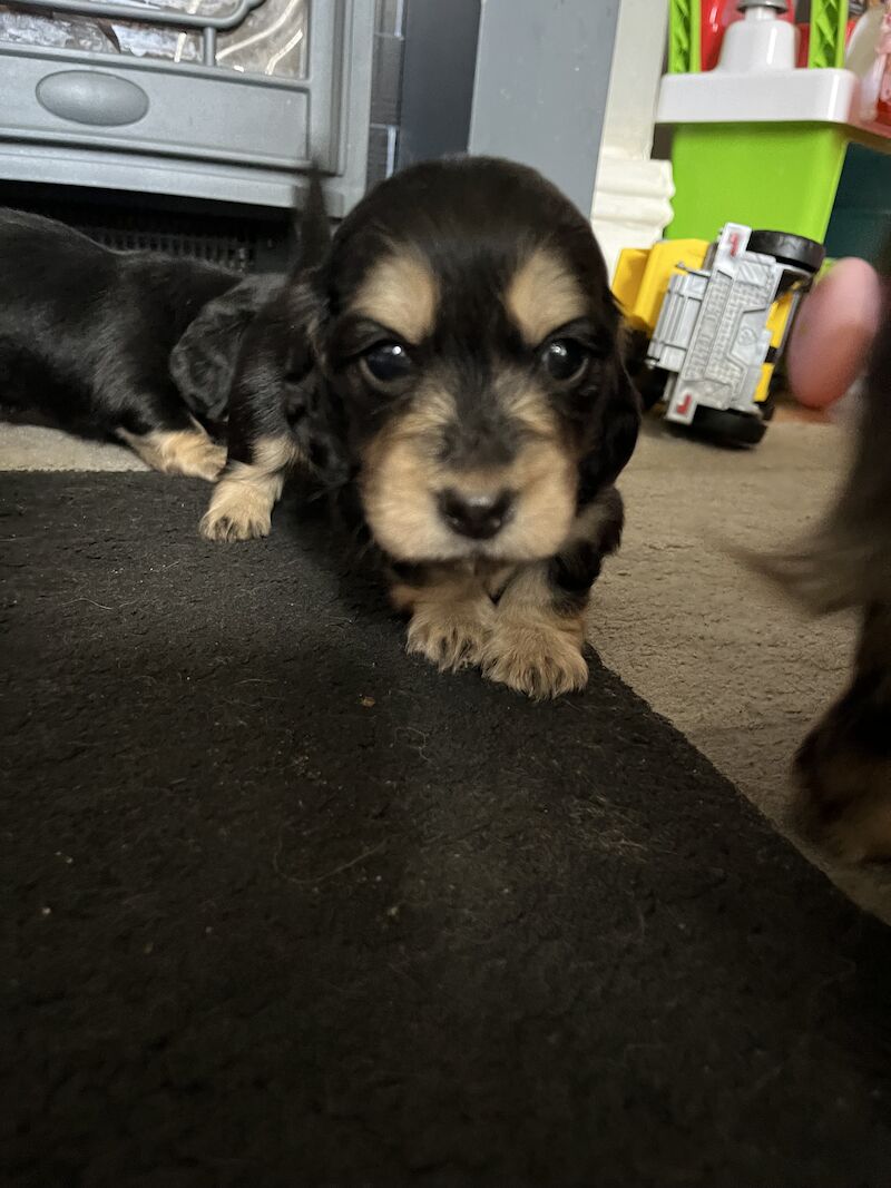 Long haired miniature dachshund puppies for sale in Birkenhead, Merseyside - Image 13