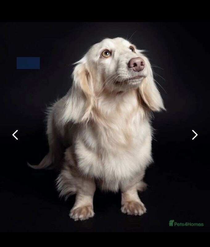 Long haired miniature dachshund puppies for sale in Birkenhead, Merseyside - Image 5