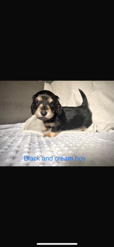 Dachshunds for sale in Birkenhead, Merseyside