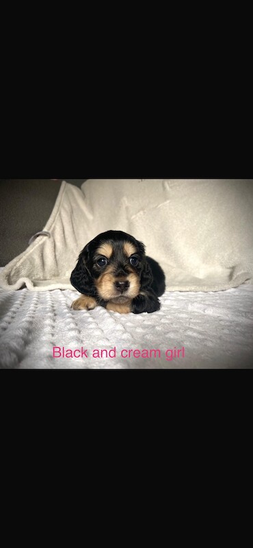Long haired miniature dachshund puppies for sale in Birkenhead, Merseyside