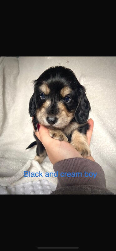 Long haired miniature dachshund puppies for sale in Birkenhead, Merseyside - Image 4