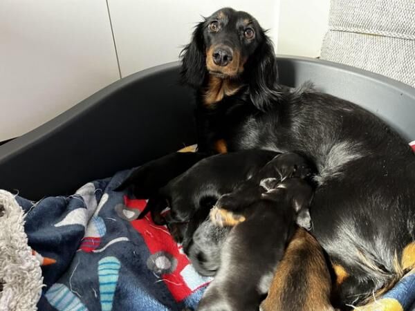Long Haired Miniature Dachshunds for sale in Manchester, Greater Manchester