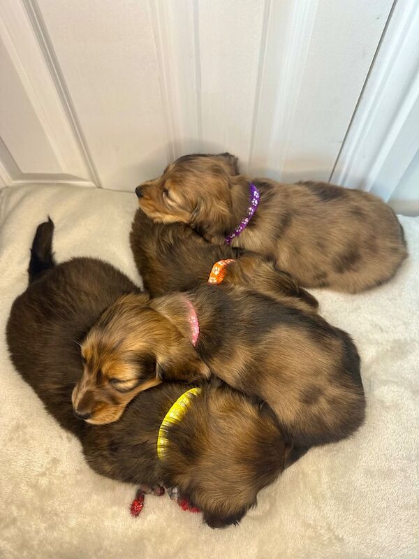 Long haired miniature dachshunds - KC registered