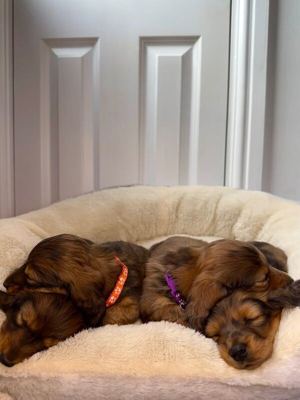 Long haired miniature dachshunds - KC registered for sale in Belfast, County Antrim - Image 2