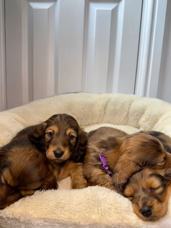 Long haired miniature dachshunds - KC registered for sale in Belfast, County Antrim - Image 3