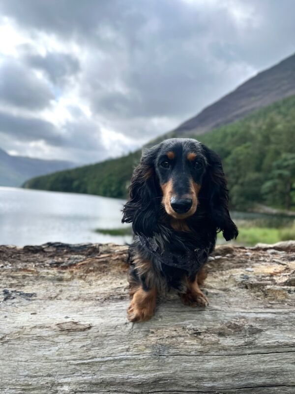 Dachshunds for sale in Whitehaven, Cumbria