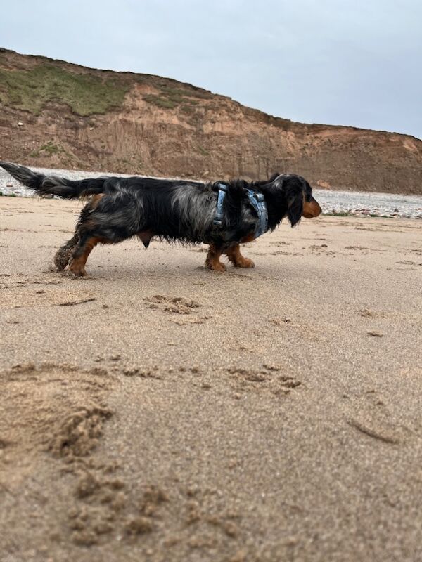 KC Registered Dachshund Puppies for sale in Cumbria