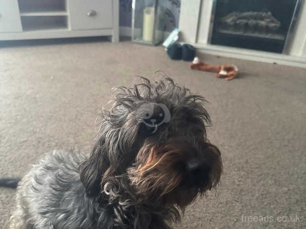 Long haired wired dachshund/poodle mix Looking for his new home for sale in Eastleigh, Hampshire - Image 1