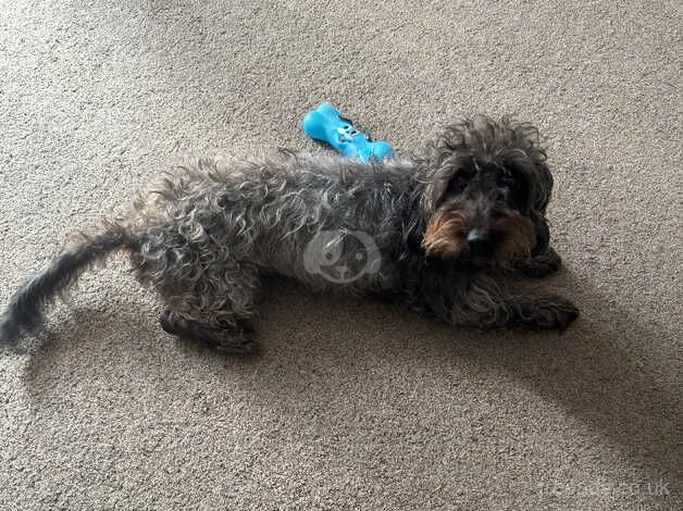 Long haired wired dachshund/poodle mix Looking for his new home for sale in Eastleigh, Hampshire - Image 2