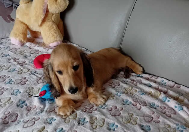 Longhair shaded cream dachshund for sale in Swansea/Abertawe, Swansea