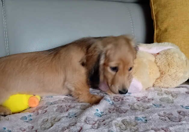 Longhair shaded cream dachshund for sale in Swansea/Abertawe, Swansea - Image 2