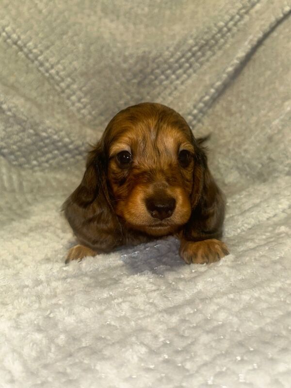 Longhaired miniature dachshund Boys for sale in Tyne and wear