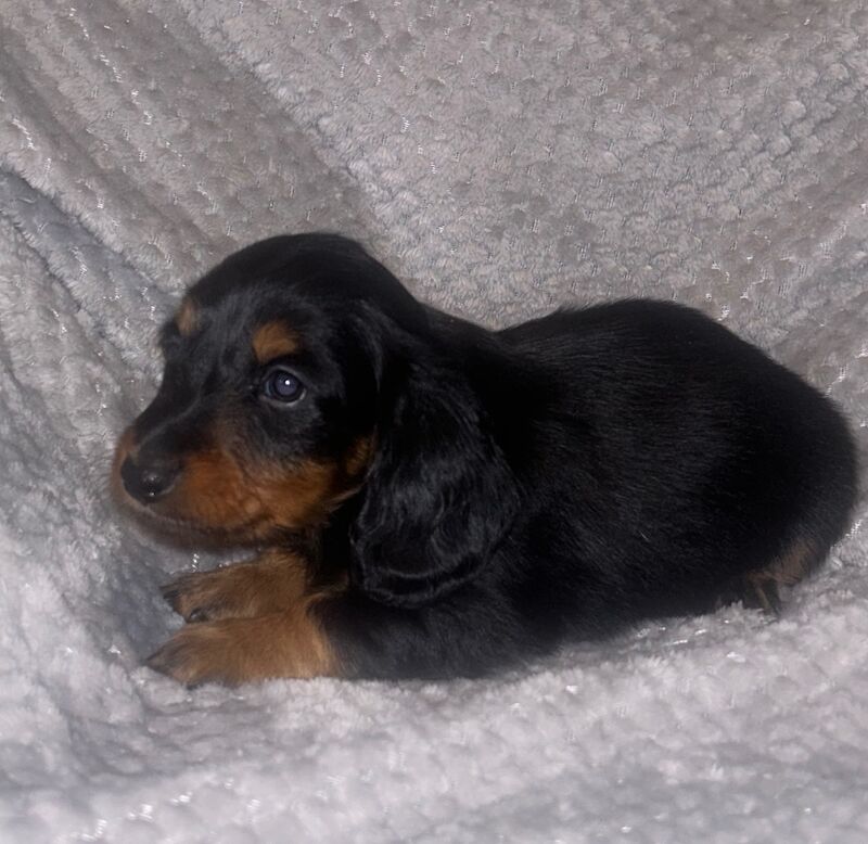 Longhaired miniature dachshund Boys for sale in Tyne and wear - Image 2