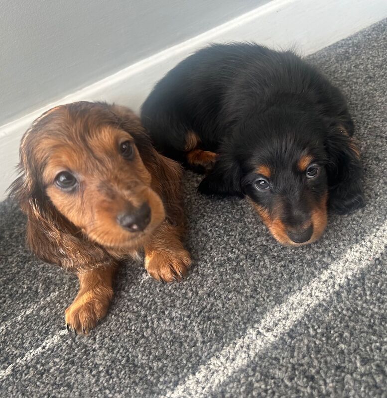 Longhaired miniature dachshund Boys for sale in Tyne and wear - Image 3