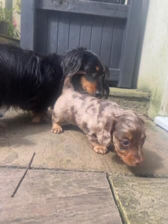 Longhaired Miniature Dachshund Female for sale in Kiln Green, Herefordshire - Image 1