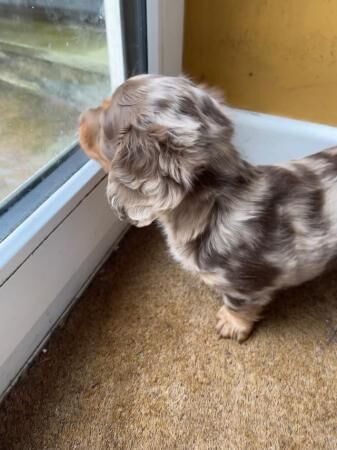 Longhaired Miniature Dachshund Female for sale in Kiln Green, Herefordshire - Image 3
