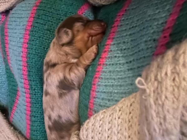 Longhaired Miniature Dachshund Female for sale in Kiln Green, Herefordshire - Image 5