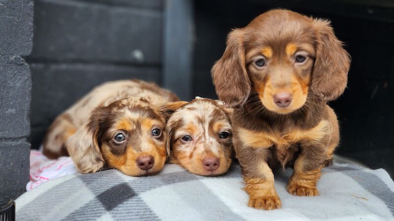 Longhaired miniature dachshunds for sale in Cardiff 