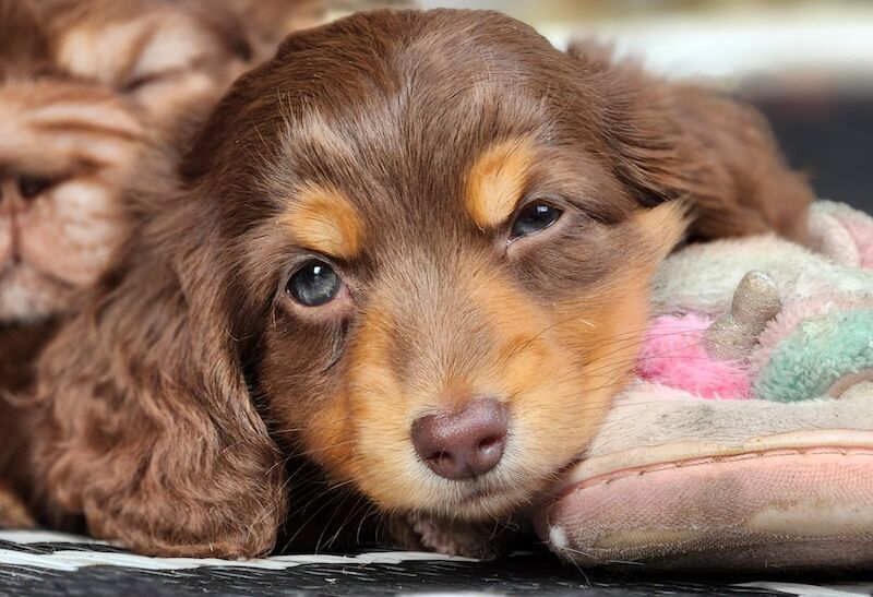 Longhaired miniature dachshunds for sale in Cardiff 