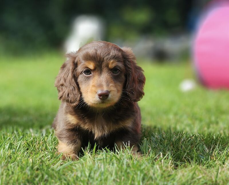 Dachshunds for sale in Cardiff 